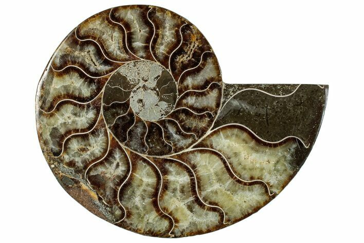 Cut & Polished Ammonite Fossil (Half) - Madagascar #292809